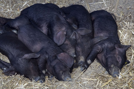 Young black pigs sleeping on the strawの写真素材