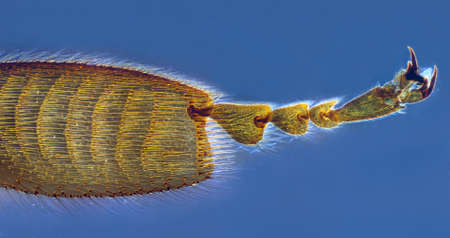Microscopic image of bee leg isolated on blue backgroundの写真素材