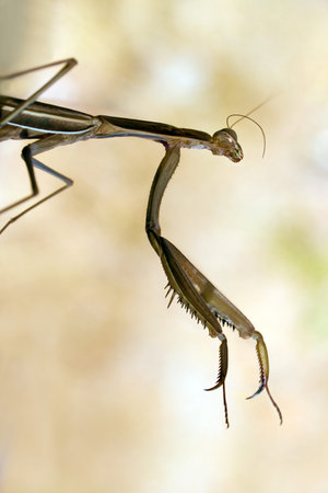 Large brown praying mantid, Archimantis latistyla