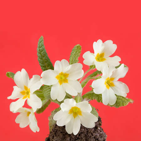 Herald of Spring, Primrose Flowers  Primula Vulgaris  Isolated on Red Backgroundの写真素材