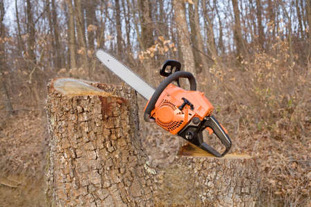 Chainsaw on cutted logの写真素材