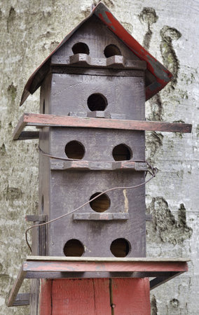 Bird house on the beech tree