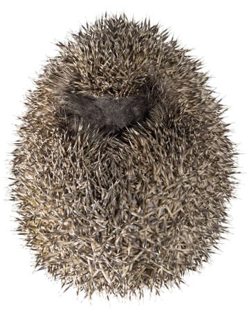 Dreamy Hedgehog in Fetus Positionの写真素材