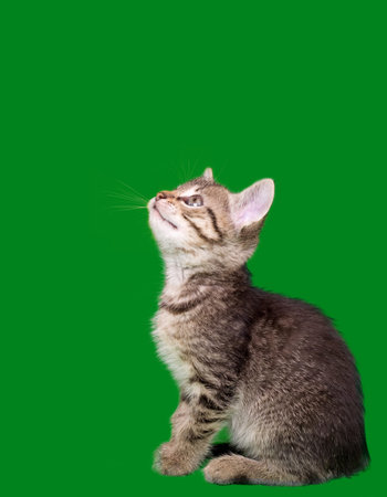 Domestic Cat Looking Up Isolated on Green Backgroundの写真素材