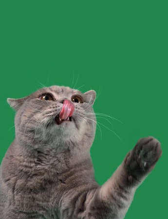 Adorable British Short Hair Cat Hunt forの写真素材