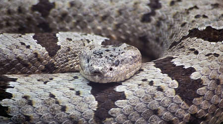 Banded Rock Rattlesnake, Crotalus Lepidus Klauberiの写真素材