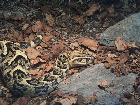 Common African Venomous Snake Bitis Arietans, Puff Adderの写真素材