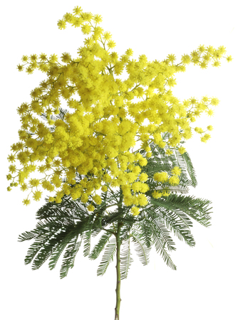 Branch of Silver Wattle Isolated on White の写真素材