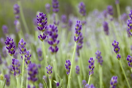 Detail of Lavander Flower on the fieldの写真素材