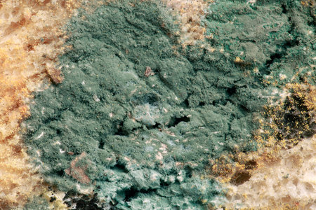 Green Bread Mold Microscopic Magnification