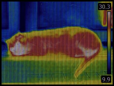 Inrared Thermal Image of the Catの写真素材