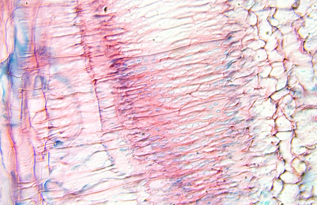 Cucurbita Stem Low scale Magnificationの写真素材