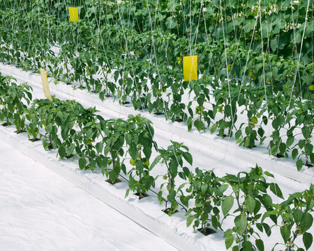 Hydroponic Cultivation of Paprika and Cucumber Hothouse