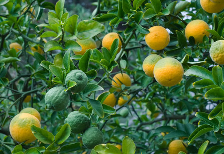 Poncirus Trifoliata. Japanese Bitter Orange. Hardy Orange. Trifoliate Orange. Citrus Tree. Chinese...