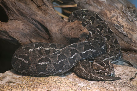 African Mountain Berg Adder, Bitis Atropos