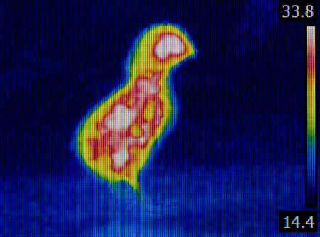 Measuring Chick Temperature with Infrared Cameraの写真素材