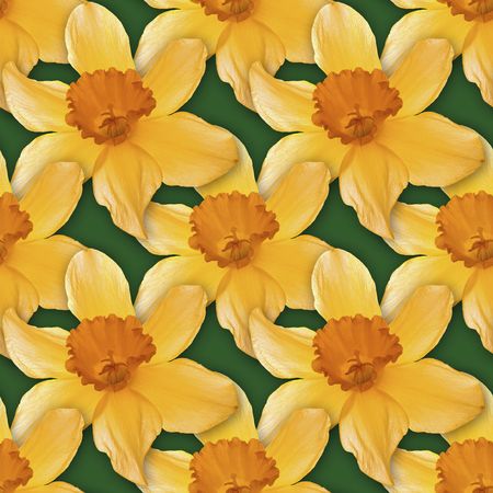 Narcissus Seamless Texture Background Patternの写真素材
