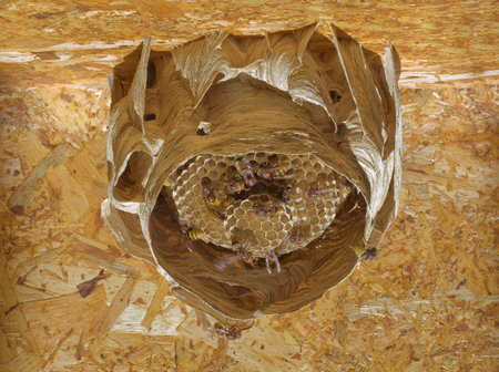Hornet Nest Hive at Attic Ceiling