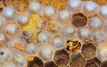 Closeup of Hatching European Hornet from the honeycomb inside the nest
