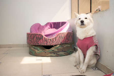 Samoyed resting sittingの写真素材