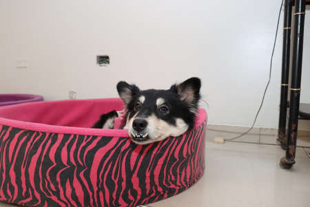 black and white samoyed resting on his bedの写真素材