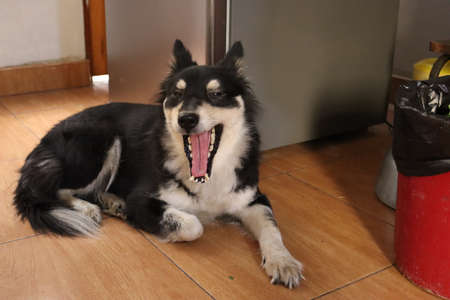 Black Samoyed yawning after foodの写真素材
