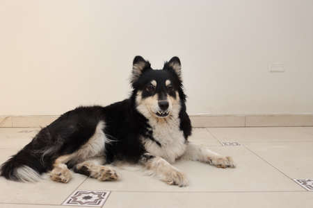 black samoyed sitting in roomの写真素材