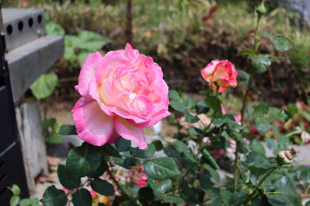 Summer red rose flower in Californiaの写真素材