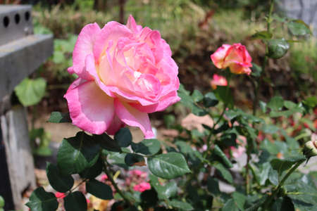 summer red rose in California gardenの写真素材