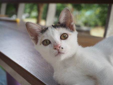 The Cat's Meow: A Captivating Collectionの写真素材