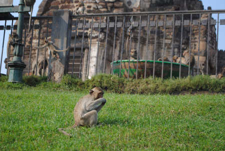 Spirited Simians: The Enchanting Monkey Kingdom