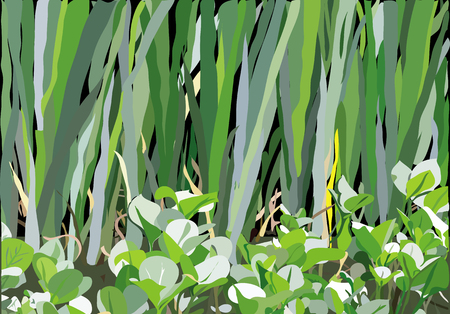 an illustration of variety of leaves and flowers on the marshland.のイラスト素材