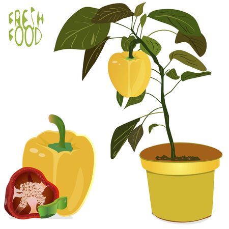 an illustration of a background of fresh whole and different sliced sizes of peppers, with blossomin pepper tree with small yellow pepper in flower pot, with a "Fresh food" signのイラスト素材