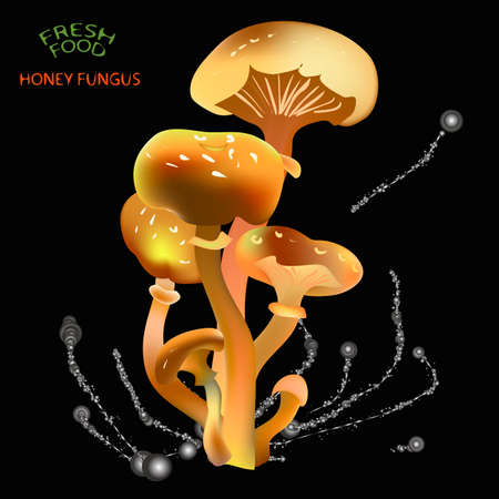 an illustration of a bunch of different sized and varaity of orange shades honey funghi on a black background, with greyish ink splashes on the middle and fresh food honey fungus label in the top left cornerのイラスト素材