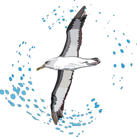 vector illustration of flying sea bird and outlined drops of waterのイラスト素材