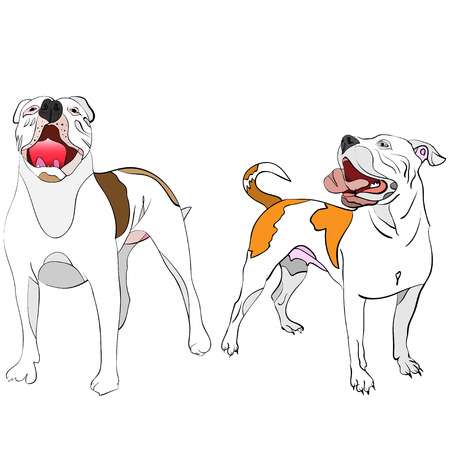 hand-drawn, outlined vector illustration of a couple of posing american bulldogsのイラスト素材