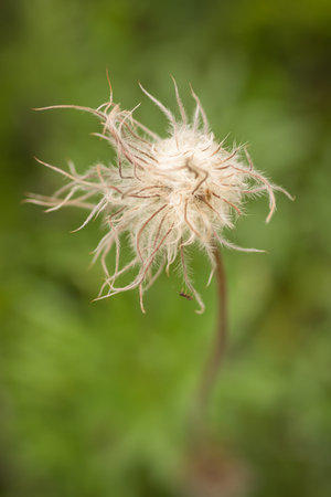 Wildflower