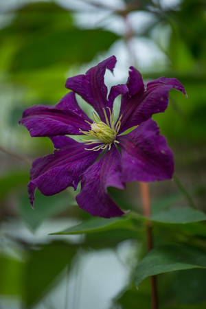 Purple Clematisの写真素材