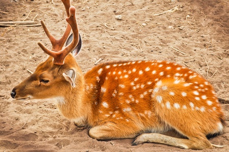 deer sit on sand,zoo at thailandの写真素材