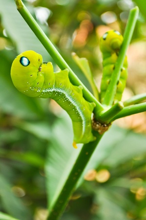 two green caterpillar on branchの写真素材