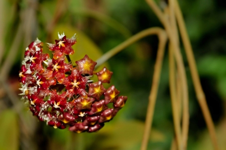 red wax plant Hoya pubicalyxの写真素材