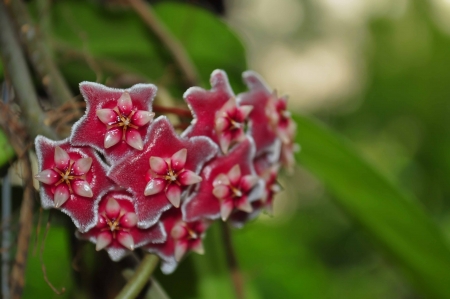 red wax plant Hoya pubicalyxの写真素材