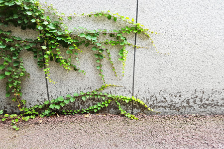 Stone wall and flora with grass in Gardenの写真素材