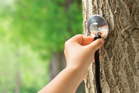 Tree and stethoscopeの写真素材