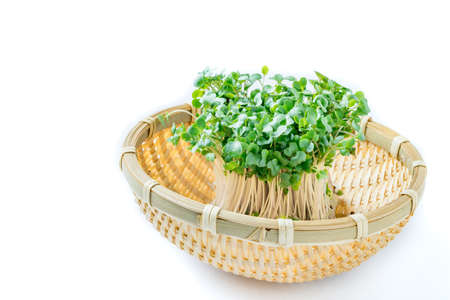 Broccoli sproutsの写真素材