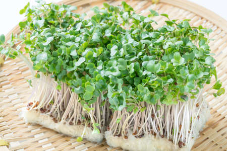 Broccoli sproutsの写真素材