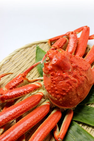 Snow crab