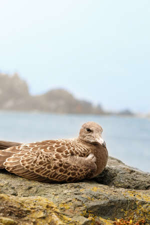 The Child of the Sea Catの写真素材