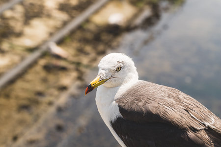 Black-tailed gull