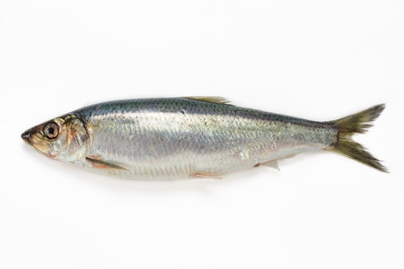 Herring